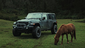 Jeep Wrangler Rubicon , jeep, wrangler, horse, cars, 2025-cars, hoot HD wallpaper