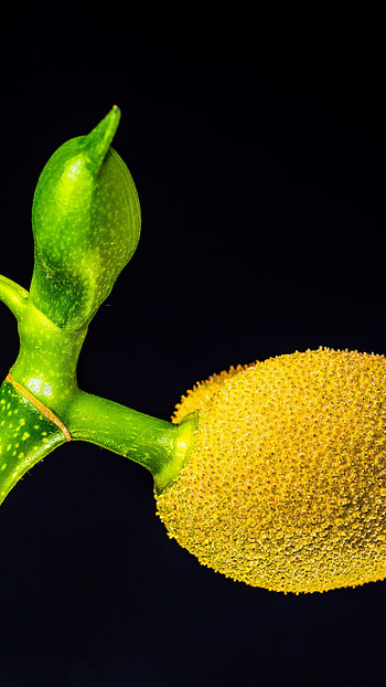 Jackfruit , resolution, Food graphy, Visual feast HD phone wallpaper