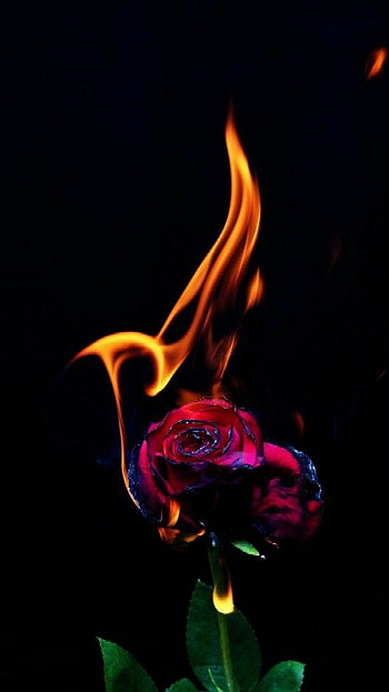 Fire rose, fire ross, rose fire HD phone wallpaper