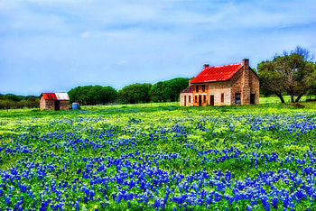 Vibrant bluebonnet field, Natural background, Spring bloom, Texas beauty HD wallpaper