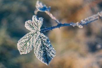 Winter, Leaves, Macro, Branch, Frost, Hoarfrost HD wallpaper