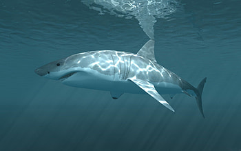 Shark, shark, underwater HD wallpaper
