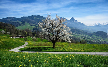 Spring, meadow, road, mountains, tree HD wallpaper