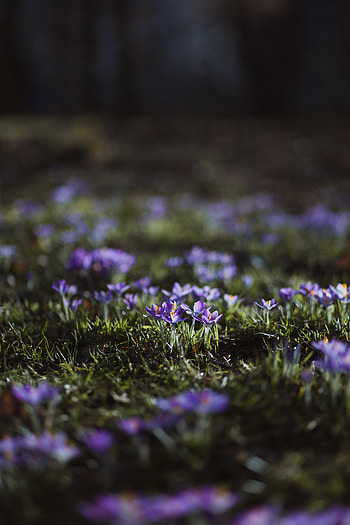 Flowers, Violet, Macro, Purple, Polyana, Glade, Crocuses HD phone wallpaper