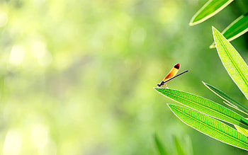 dragonfly, Stunning detail, Nature's wonder, Mesmerizing aerial view HD wallpaper