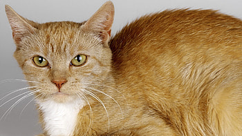 Animals, Cat, Color, Mustache, Moustache, Wool HD wallpaper