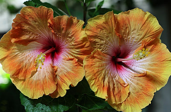 Rare Hibiscus, nature, flowers, hibiscus, macro HD wallpaper