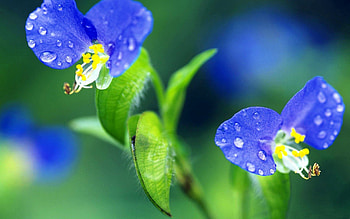 Flowers, Grass, Drops, Macro, Petals HD wallpaper