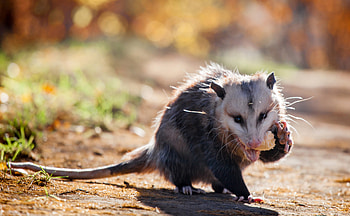 Coexisting with opossums, Forest preserve guidelines, Wildlife conservation, Sustainable living HD wallpaper