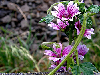 Pink flowers, pink, flowers HD wallpaper