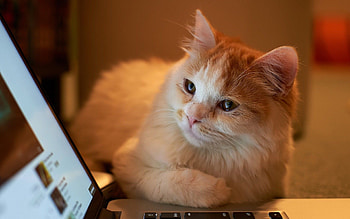 Cat laptop , Graceful felines, Playful posture, Inquisitive gazes HD wallpaper
