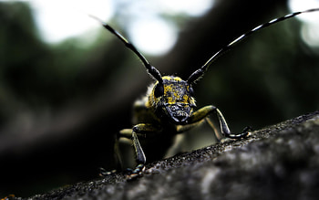 insect , 24757 px HD wallpaper