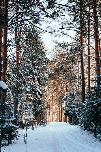 Winter, Nature, Trees, Pine, Snow, Forest, Path HD phone wallpaper