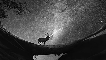 Reindeer Shooting Star, reindeer, monochrome, black-and-white, animals, artist, artwork, digital-art, deviantart HD wallpaper