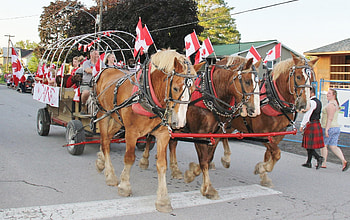 Proud Horses, Canada Day Parade, Animals, graphy, Summer, Flags, Horses HD wallpaper