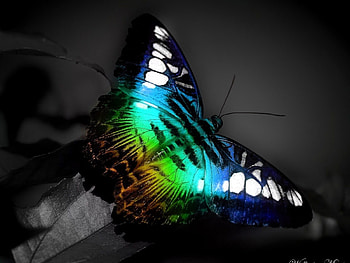 Butterflies, Insects HD wallpaper