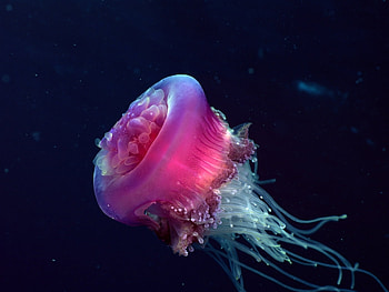 Animals, Jellyfish HD wallpaper