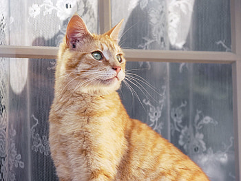 hello my name is samuel call me sammy, gorgeous, happy, beautiful, feline HD wallpaper