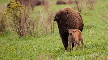 American bison , High-resolution bison backgrounds, Stunning buffalo ry, Captivating bison HD wallpaper