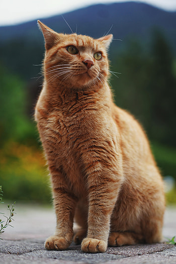 Animals, Cat, Fluffy, Pet, Sight, Opinion, Redhead HD phone wallpaper