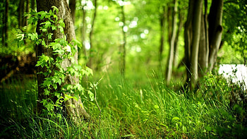 Landscape, Nature HD wallpaper