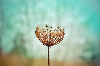 Dry, dandelion flower, portrait HD wallpaper
