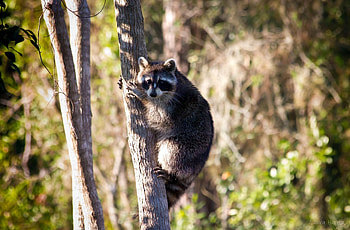 Animals, Grass, Wood, Sit, Tree, Raccoon HD wallpaper