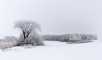 Winter, Nature, Snow, Bush, Wood, Tree, Field HD wallpaper