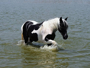 Animals, Water, Horse, Bathing HD wallpaper