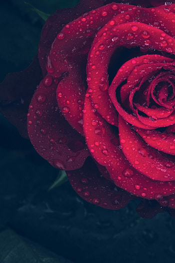 Red rose with water drops, Refreshing beauty, Dew-kissed petals, Nature's grace HD phone wallpaper