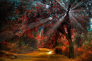 Forest Rays, rays, forest, tree, path HD wallpaper