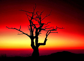 sunrise-tree, colors, nature, sunsets, tree HD wallpaper