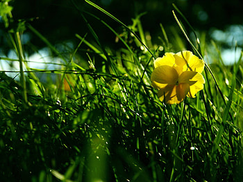Plants, Flowers, Grass HD wallpaper