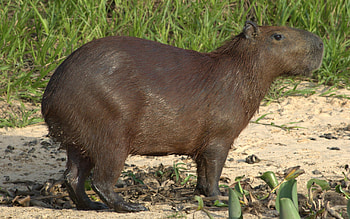 Lesser capybara, Capybaras HD wallpaper