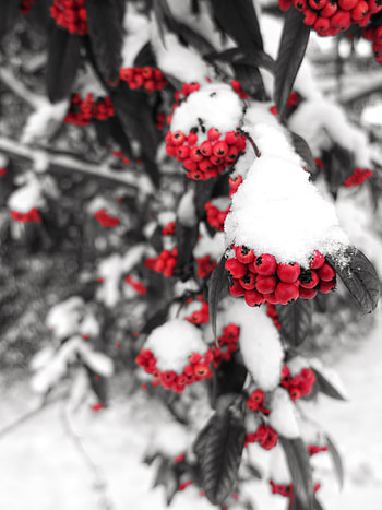 Winter, Nature, Snow, Berries, Branch, Rowan HD phone wallpaper