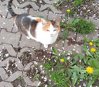Lovely cat, Lovely, Spring, Cats, Cute HD wallpaper