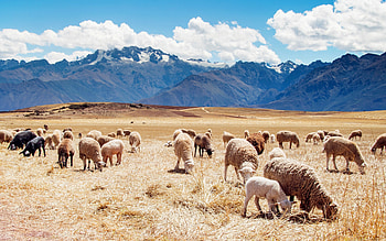 Peruvian nature, Mountain landscapes, Llama herds, Wildlife diversity HD wallpaper