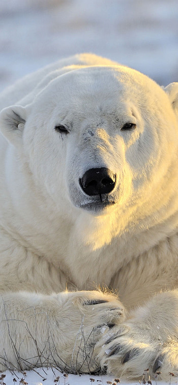 Polar-themed , backgrounds, Arctic inspiration, Animal beauty HD phone wallpaper