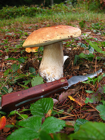 All that the rain promises, Berkshire Food Co-op, Mushroom identification, Edible wonders HD phone wallpaper