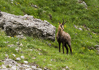 Chamois in Romania, Mountain heights, Outdoor holidays, Daring adventures HD wallpaper
