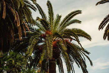 Nature, Wood, Tree, Palm, Tropics, Foliage HD wallpaper