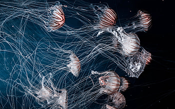 Jellyfish, fish, nature, graphy HD wallpaper