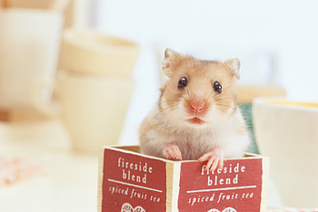 Best pets, Hamster companions, Metro News, Pet ownership HD wallpaper
