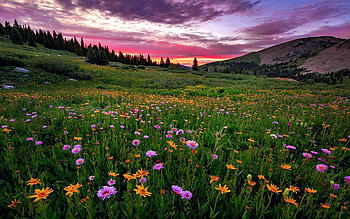 Wildflower Sunset Near Leadville, Colorado, hills, blossoms, clouds, landscape, sky, usa HD wallpaper