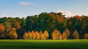 Autumn, tree, nature, beautiful, sunny day HD wallpaper