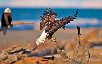 Animals, Birds, Eagles, Predators, Sit, Branches, Wings, Wave, Sweep HD wallpaper