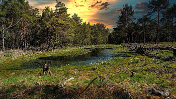 Swamp, water, forest, sunset HD wallpaper