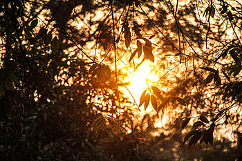 Nature, Leaves, Summer, Branches, Sunlight HD wallpaper