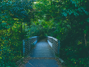 Nature, Trees, Summer, Path, Bridge, Trail HD wallpaper