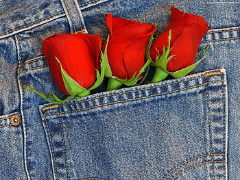 Plants, Flowers, Roses HD wallpaper
